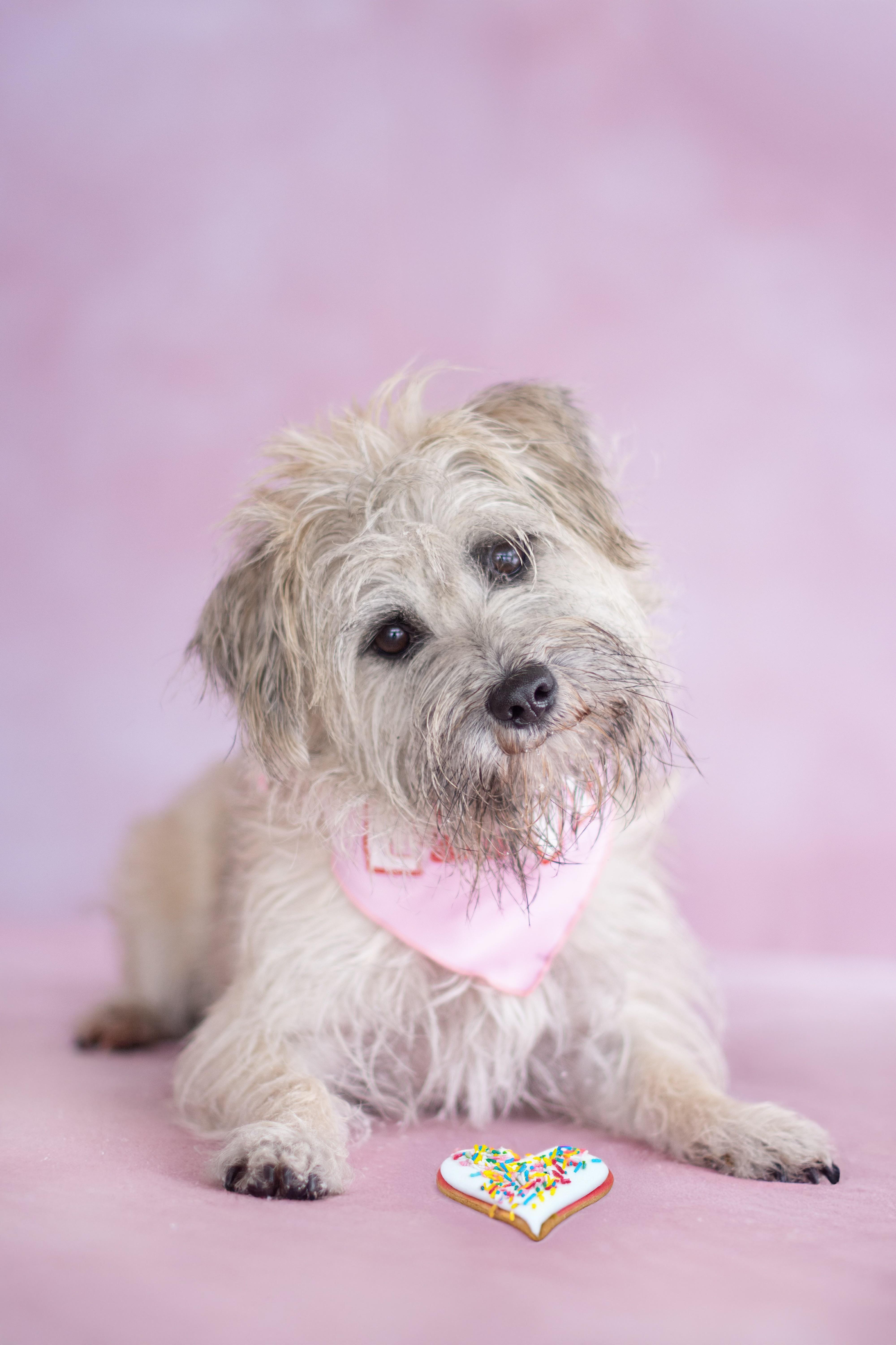 Enlarge Stamos, an adopted mixed breed in Indianapolis, IN image 1/1