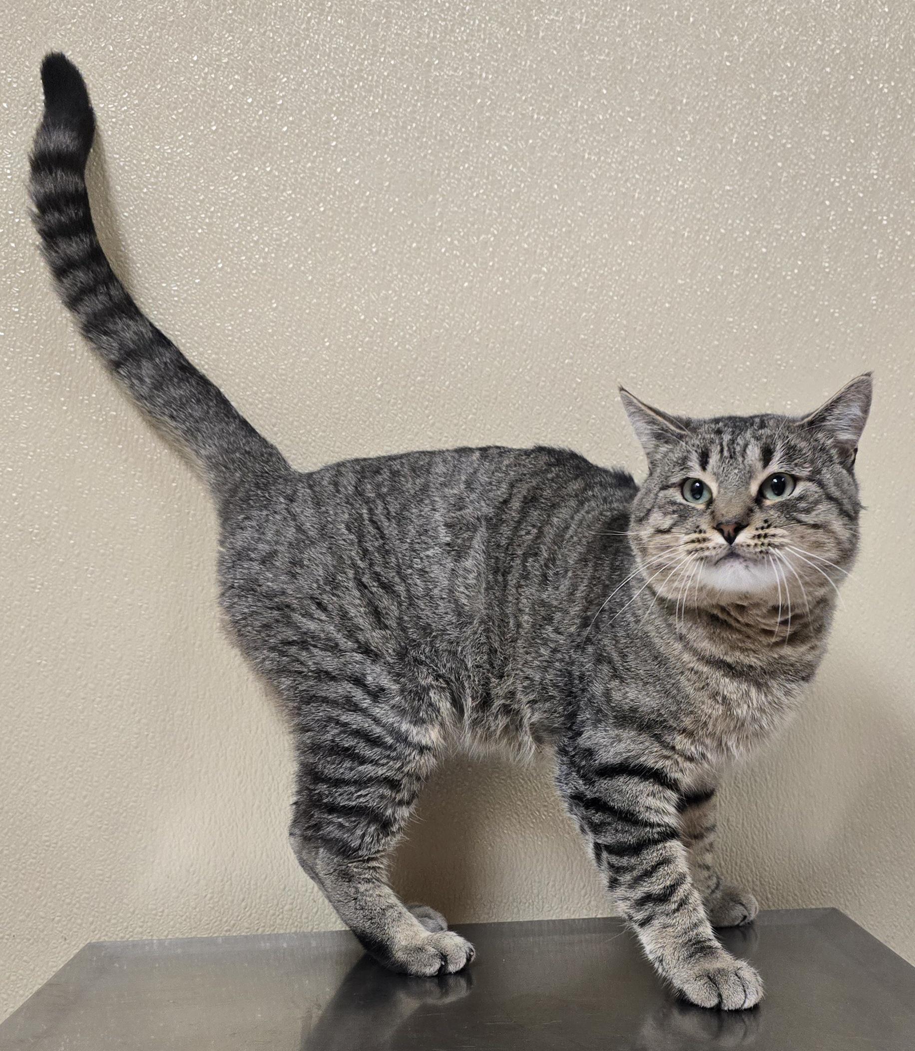 Clause, adoptable, Young Male Domestic Short Hair & Tabby.