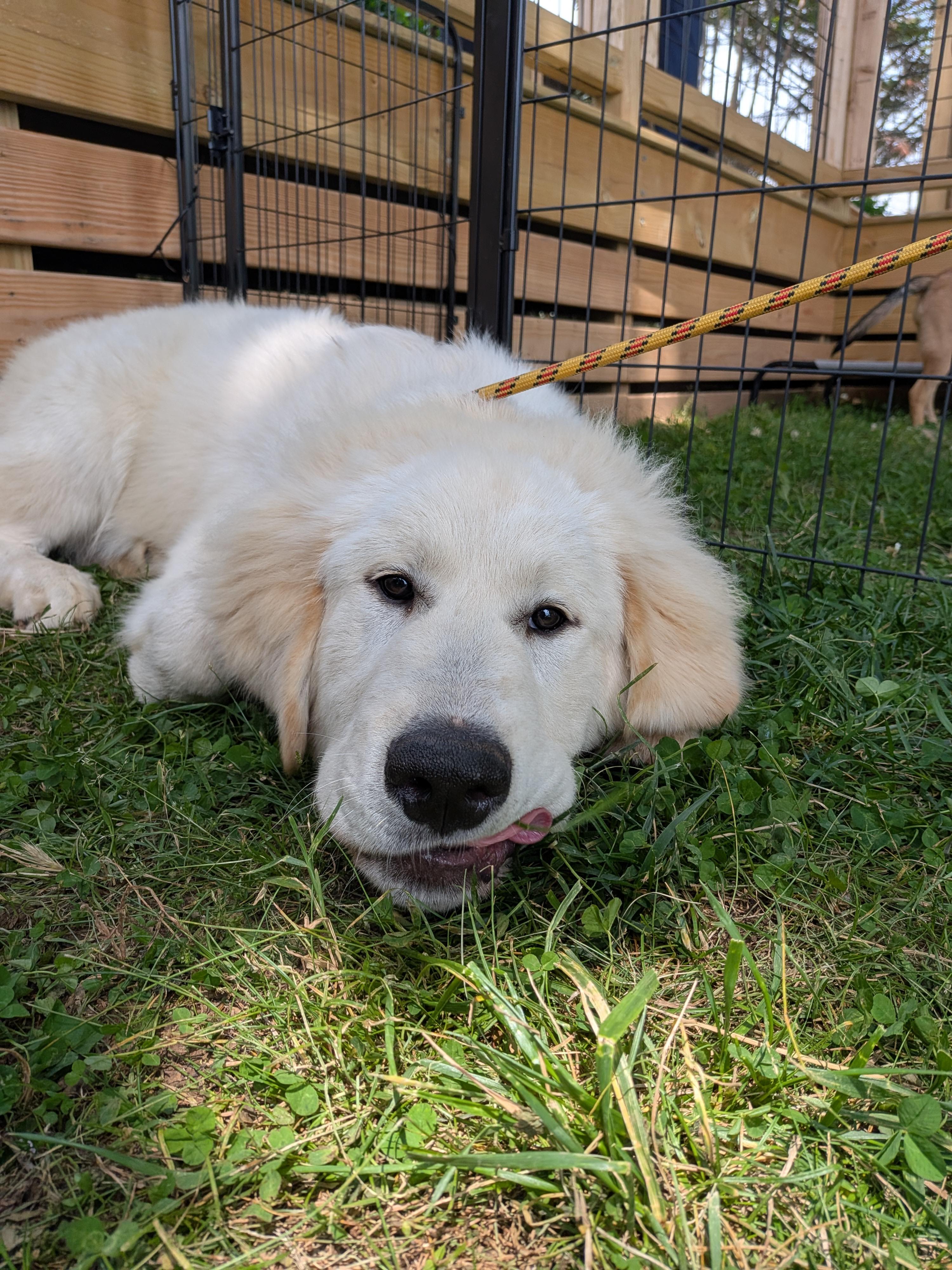 Tiny Fred , a Adoptable mixed breed in Spring hill, TN image 2/5