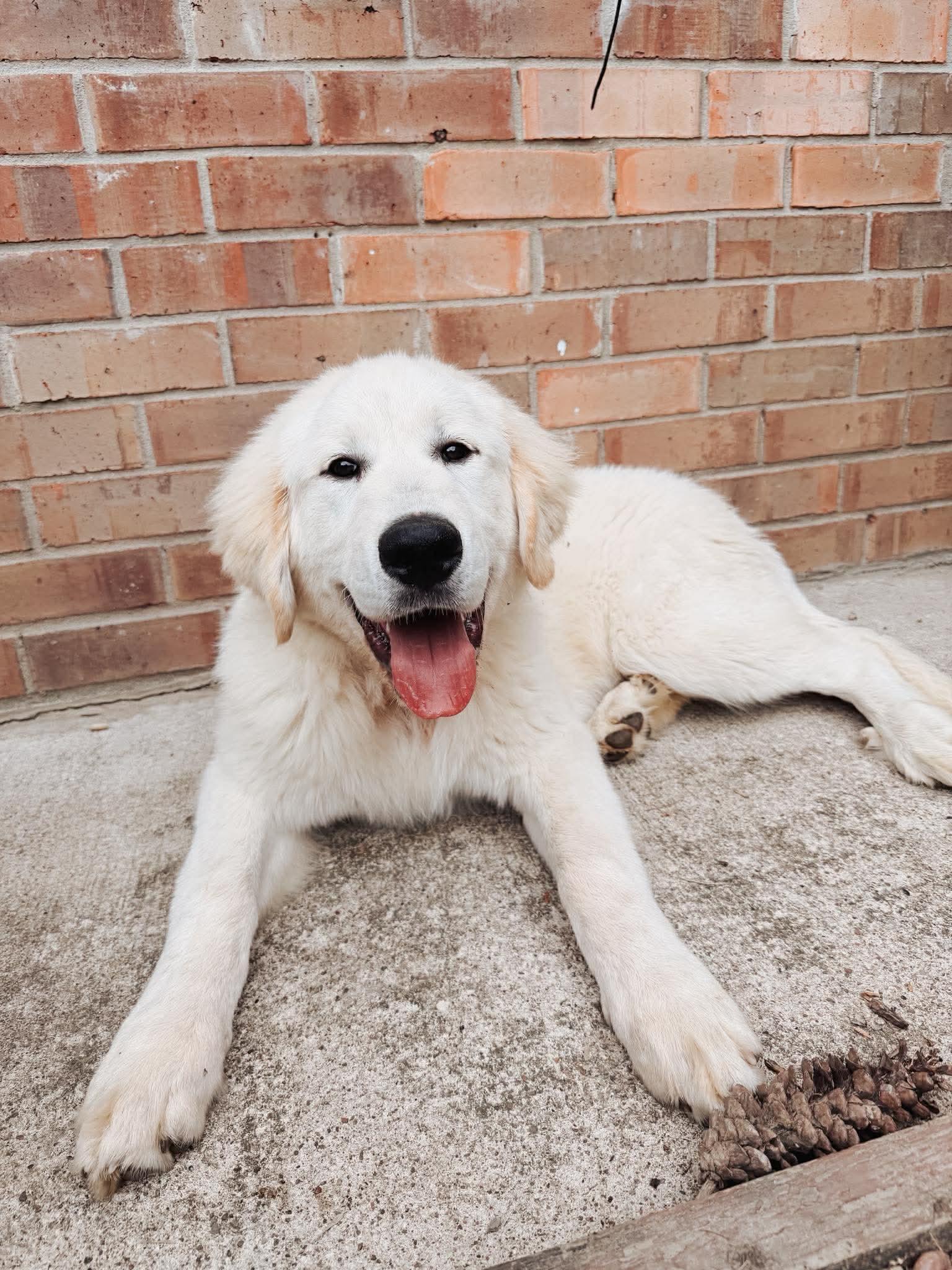 Tiny Fred , Adoptable, Young Male Great Pyrenees.