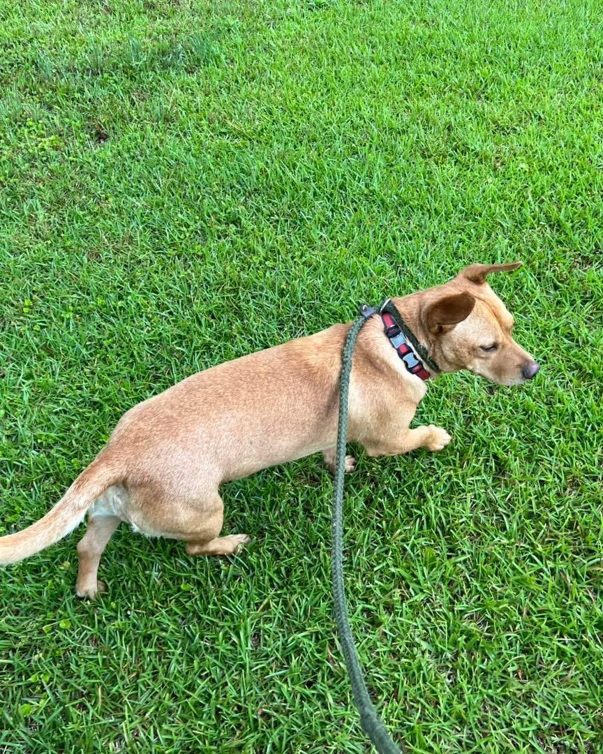 Enlarge Ruggy, a ADOPTABLE mixed breed in Randleman, NC image 2/4