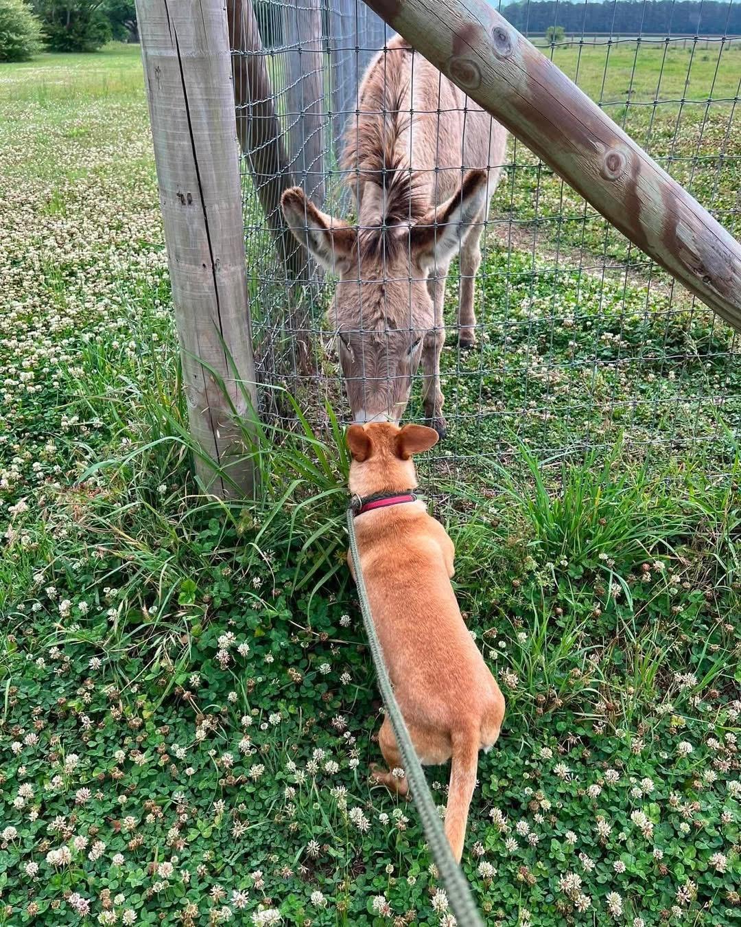 Enlarge Ruggy, a ADOPTABLE mixed breed in Randleman, NC image 3/4