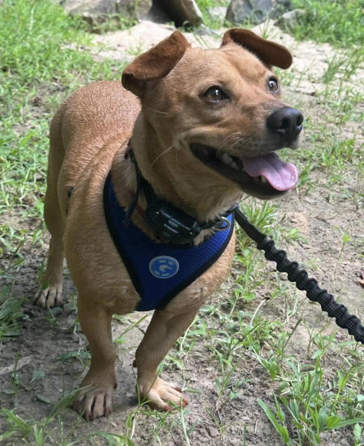 Enlarge Ruggy, a Adoptable mixed breed in Randleman, NC image 6/6