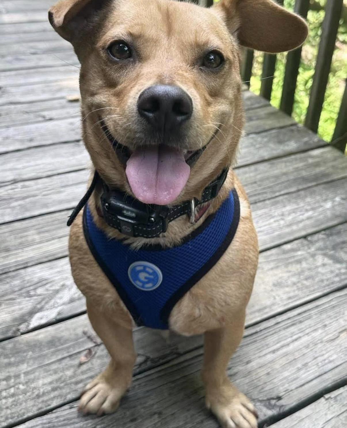 Enlarge Ruggy, a Adoptable mixed breed in Randleman, NC image 1/6