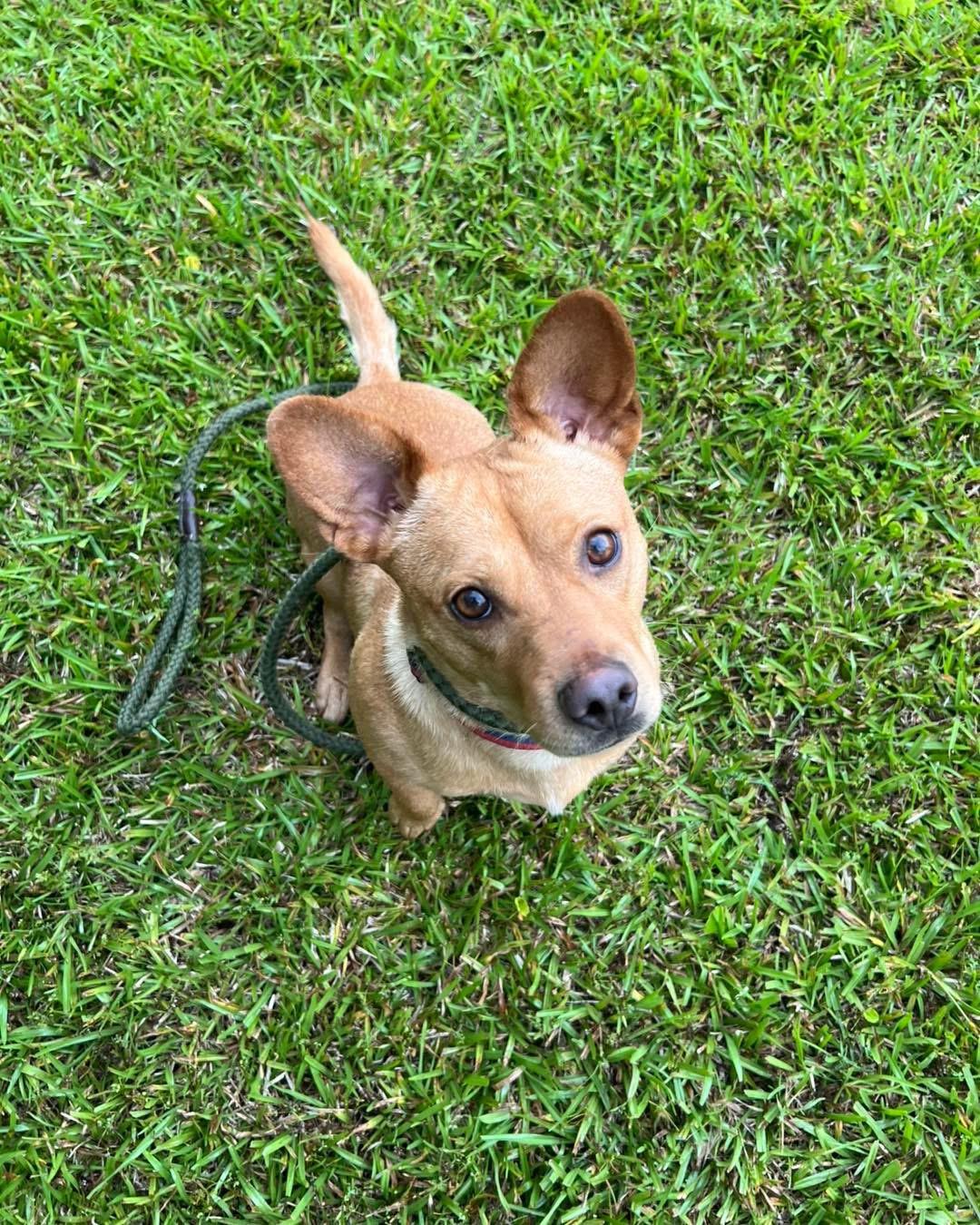 Enlarge Ruggy, a ADOPTABLE mixed breed in Randleman, NC image 4/4