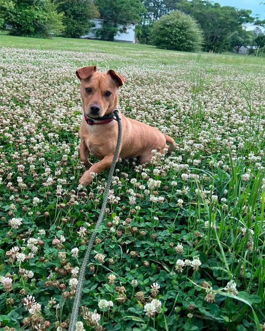 Ruggy, ADOPTABLE, Young Male Mixed Breed.