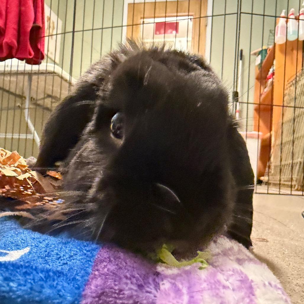 Enlarge Sammy, a Adoptable Holland Lop in Middlebury, VT image 1/6