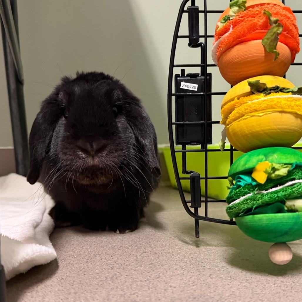 Enlarge Sammy, a Adoptable Holland Lop in Middlebury, VT image 2/6