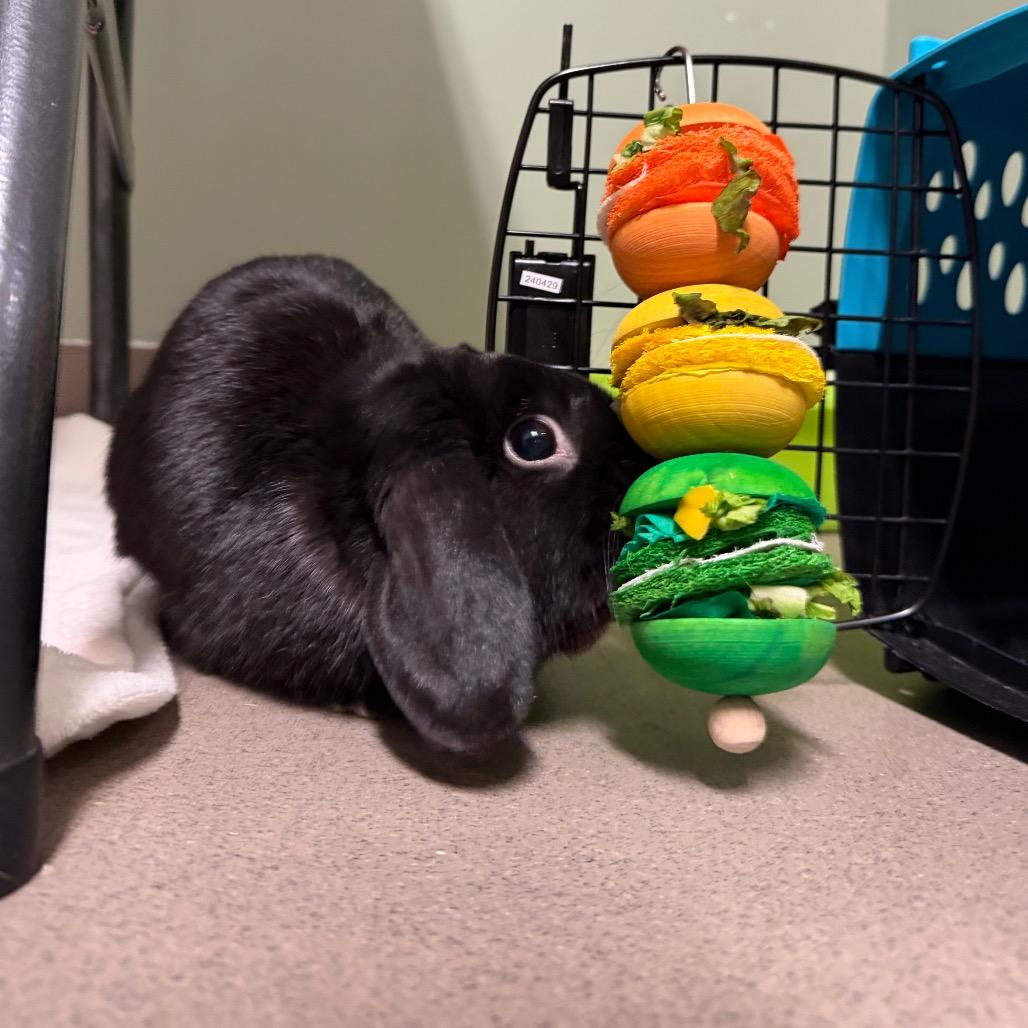 Enlarge Sammy, a Adoptable Holland Lop in Middlebury, VT image 4/6