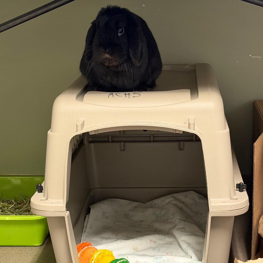 Enlarge Sammy, a Adoptable Holland Lop in Middlebury, VT image 5/6