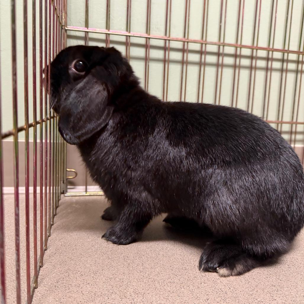 Sammy, Adoptable, Young Male Mini Lop.