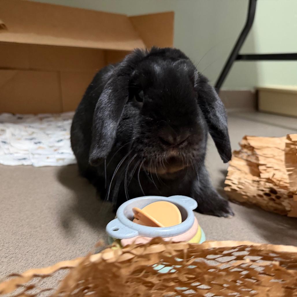 Enlarge Sammy, a Adoptable Holland Lop in Middlebury, VT image 6/6
