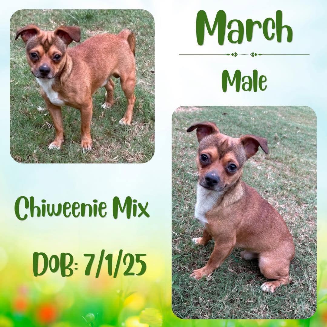 March, Adoptable, Young Male Chiweenie.