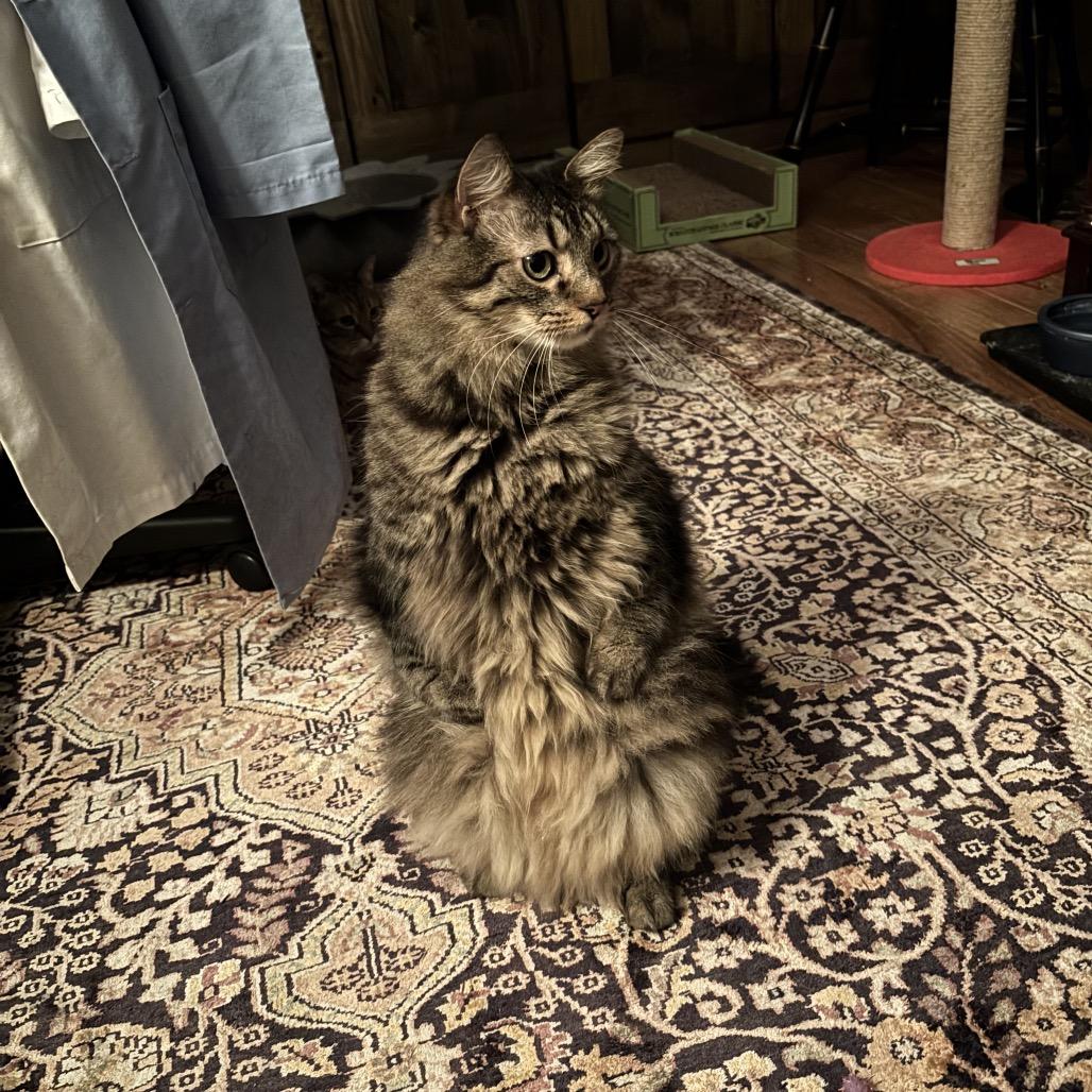Nicky, Adoptable, Senior Male Domestic Long Hair & Maine Coon.