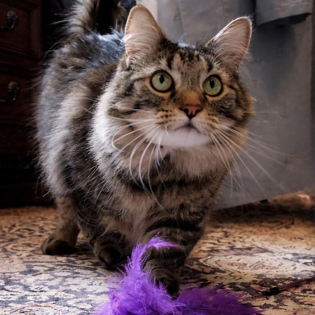 Enlarge Nicky, a Adoptable mixed breed in Bountiful, UT image 3/6