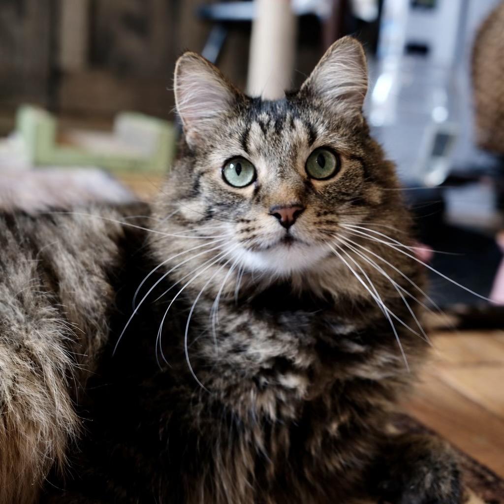 Enlarge Nicky, a Adoptable mixed breed in Bountiful, UT image 4/6