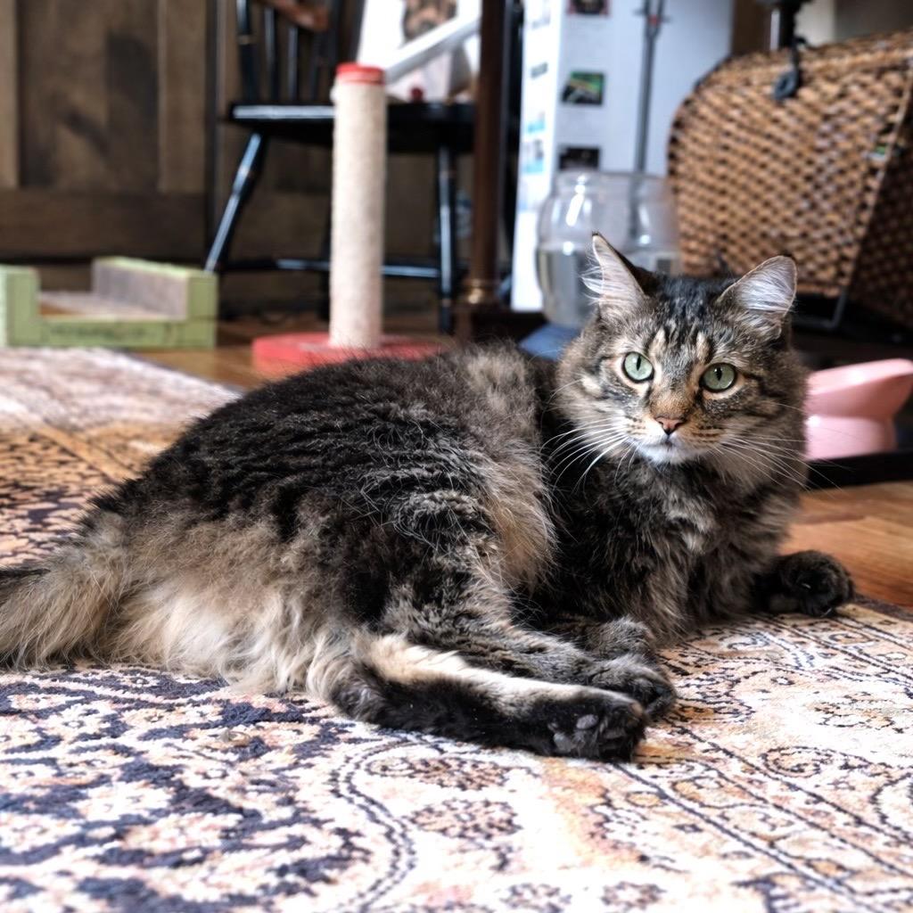 Enlarge Nicky, a Adoptable mixed breed in Bountiful, UT image 5/6