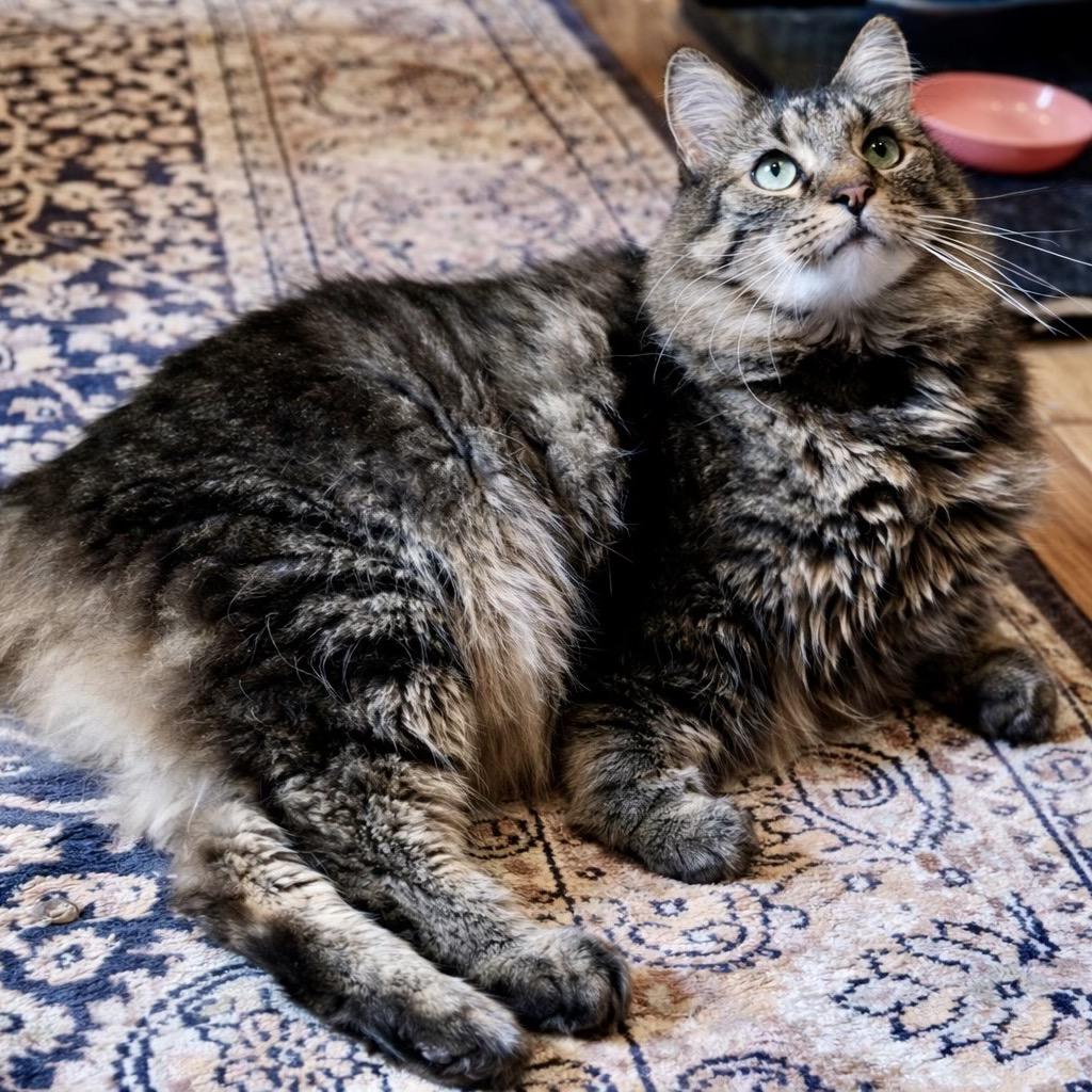 Enlarge Nicky, a Adoptable mixed breed in Bountiful, UT image 6/6