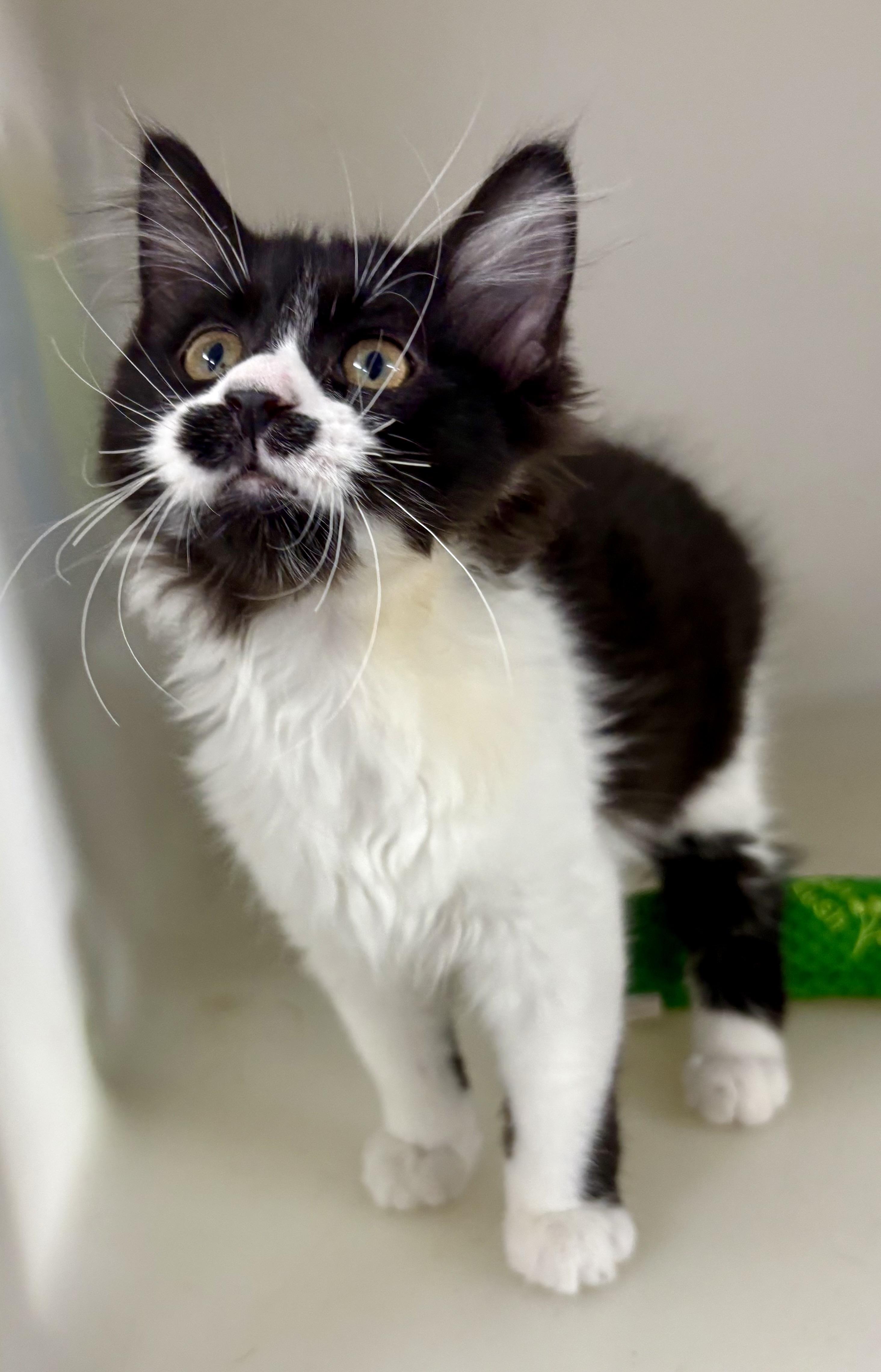 Enlarge Noodle, an adopted mixed breed in Charles City, IA image 4/5