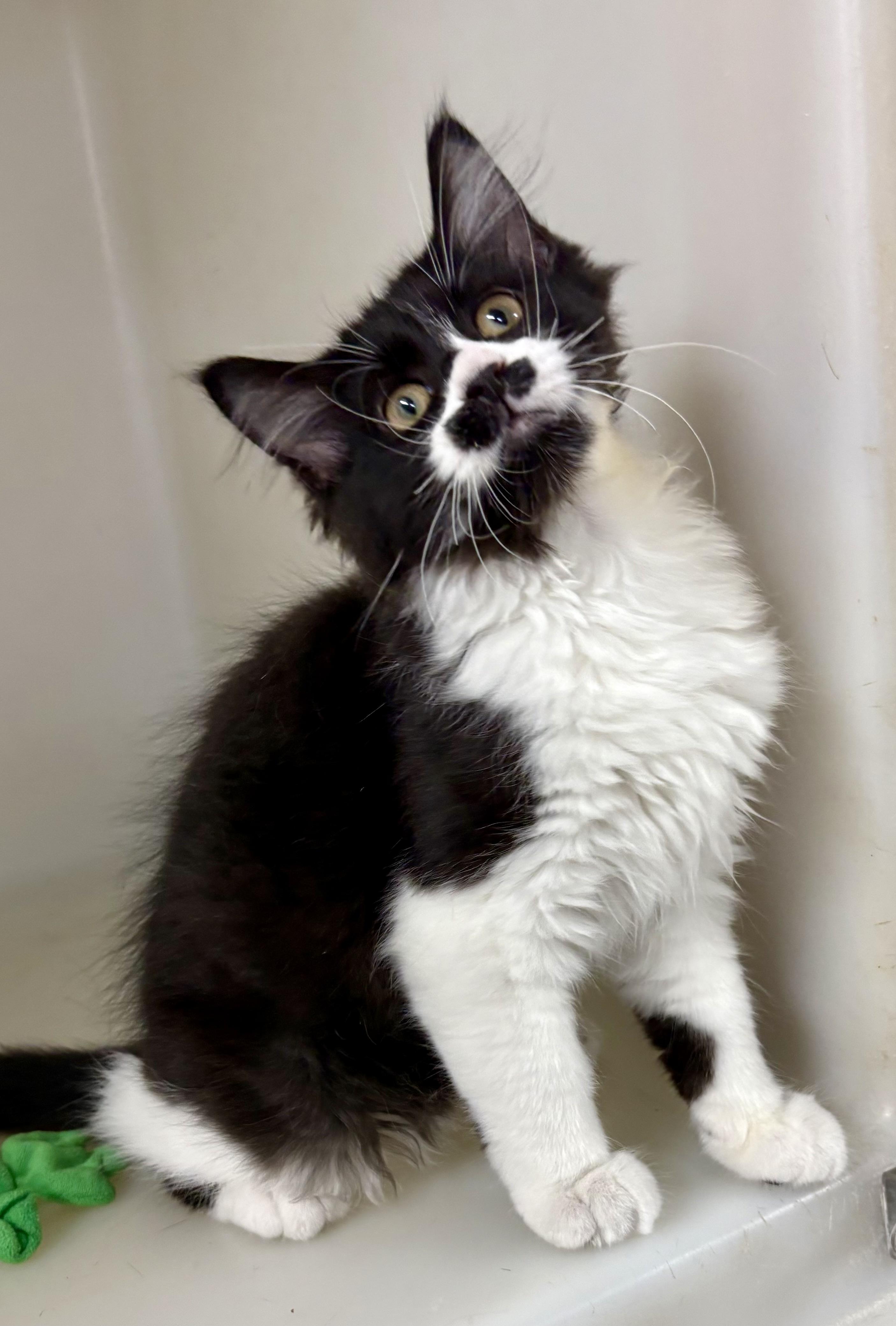 Enlarge Noodle, an adopted mixed breed in Charles City, IA image 5/5