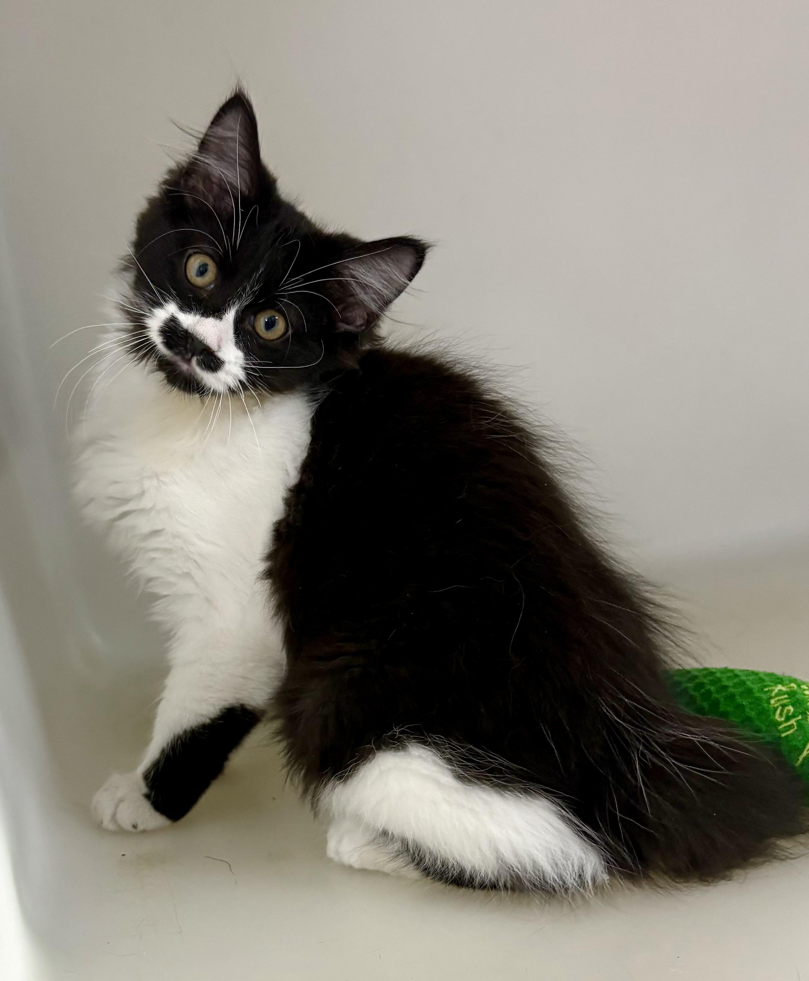 Enlarge Noodle, an adopted mixed breed in Charles City, IA image 2/5