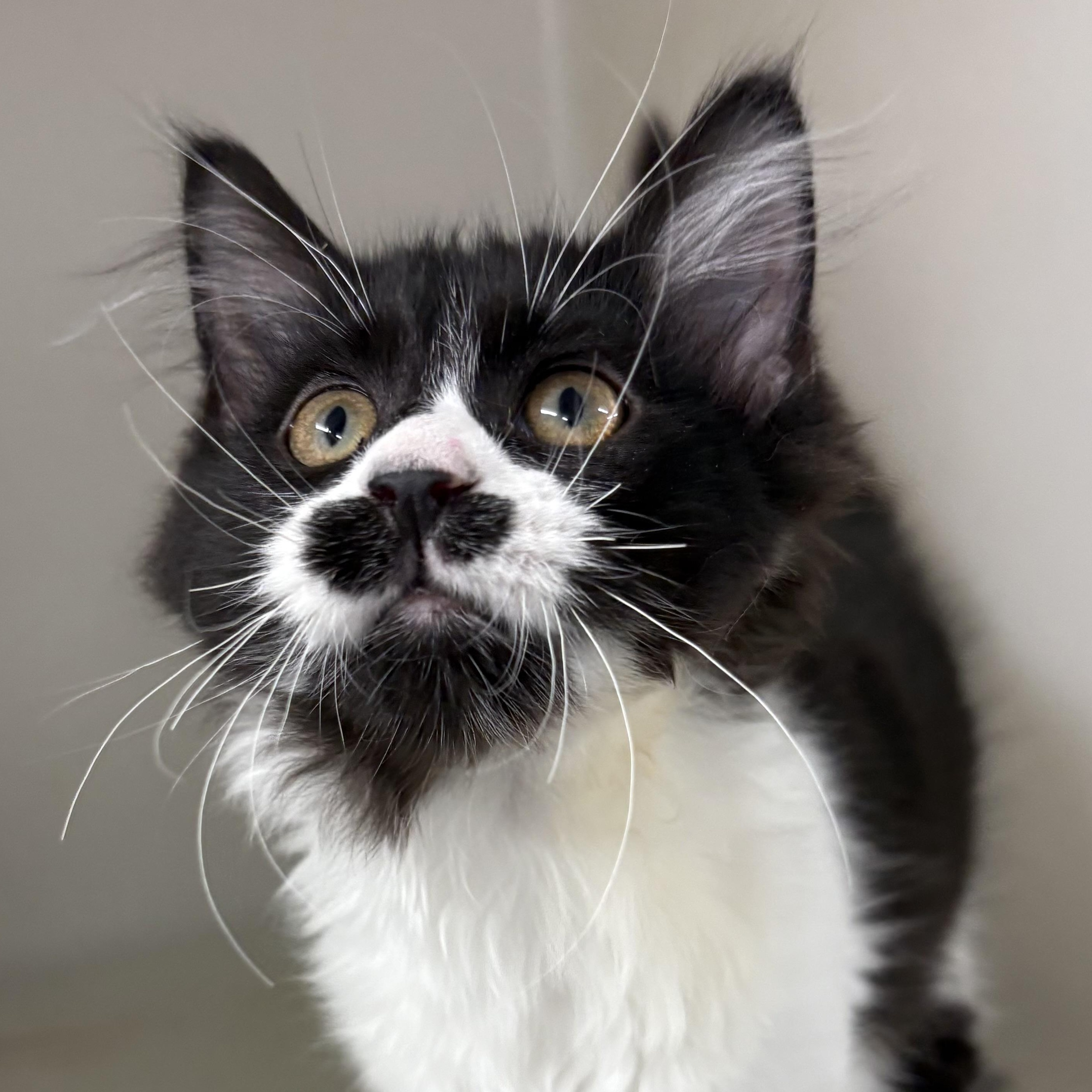 Noodle, adopted, Kitten Male Domestic Long Hair.