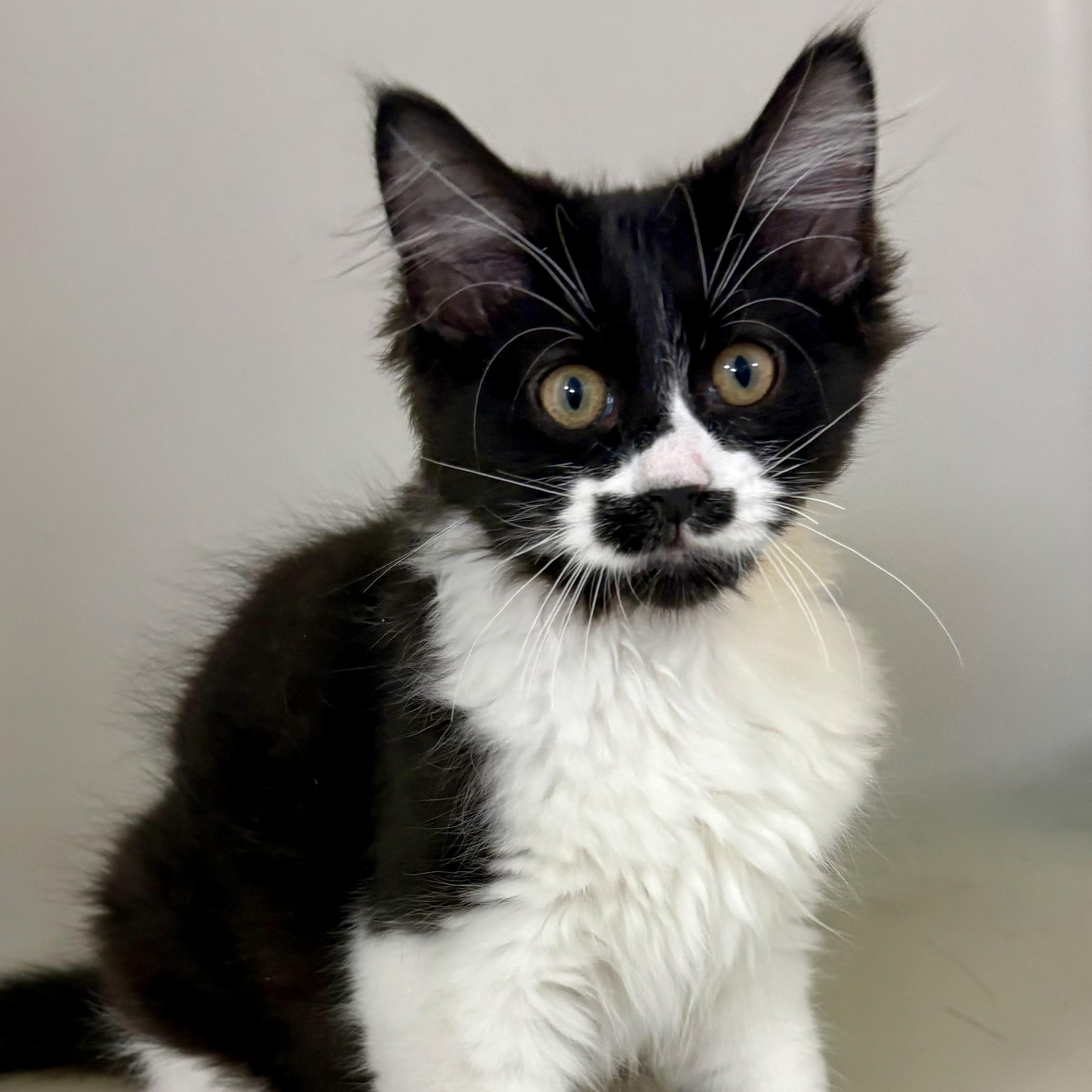 Enlarge Noodle, an adopted mixed breed in Charles City, IA image 3/5