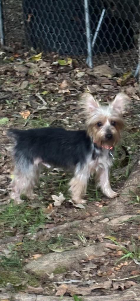 Enlarge Alfie 2, a Adoptable Yorkshire Terrier in Gorham, ME image 1/4