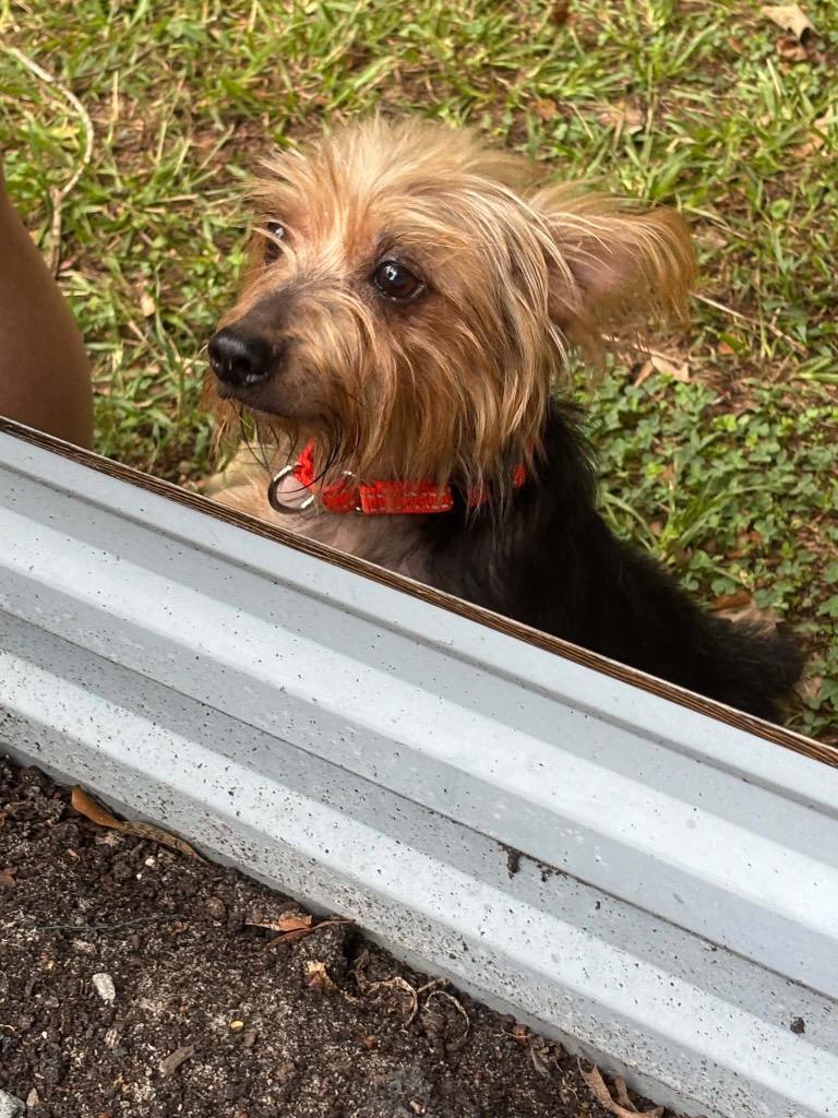 Enlarge Alfie 2, a Adoptable Yorkshire Terrier in Gorham, ME image 2/4
