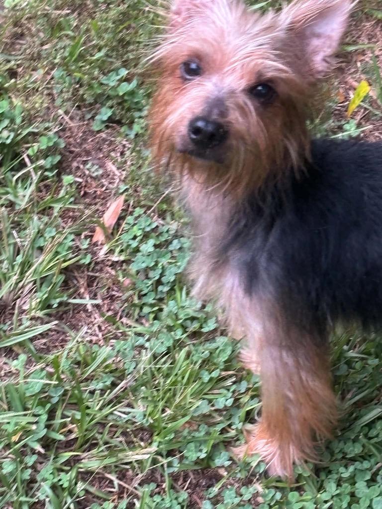 Enlarge Alfie 2, a Adoptable Yorkshire Terrier in Gorham, ME image 3/4