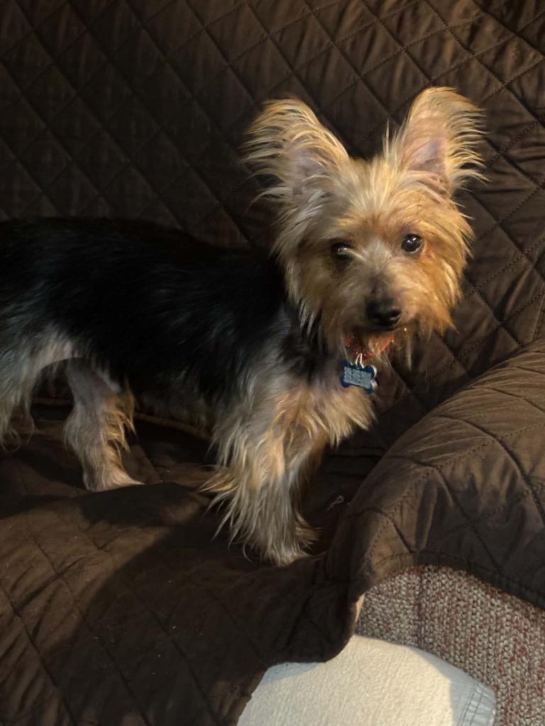 Enlarge Alfie 2, a Adoptable Yorkshire Terrier in Gorham, ME image 4/4