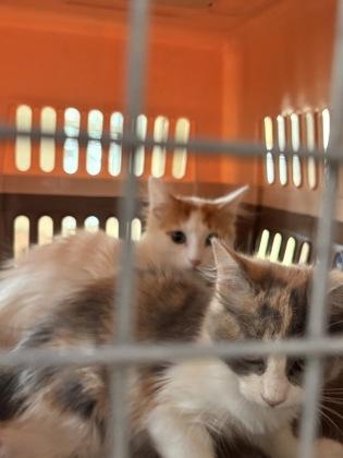 Biscuit, Adoptable, Kitten Male Domestic Medium Hair & Domestic Short Hair.