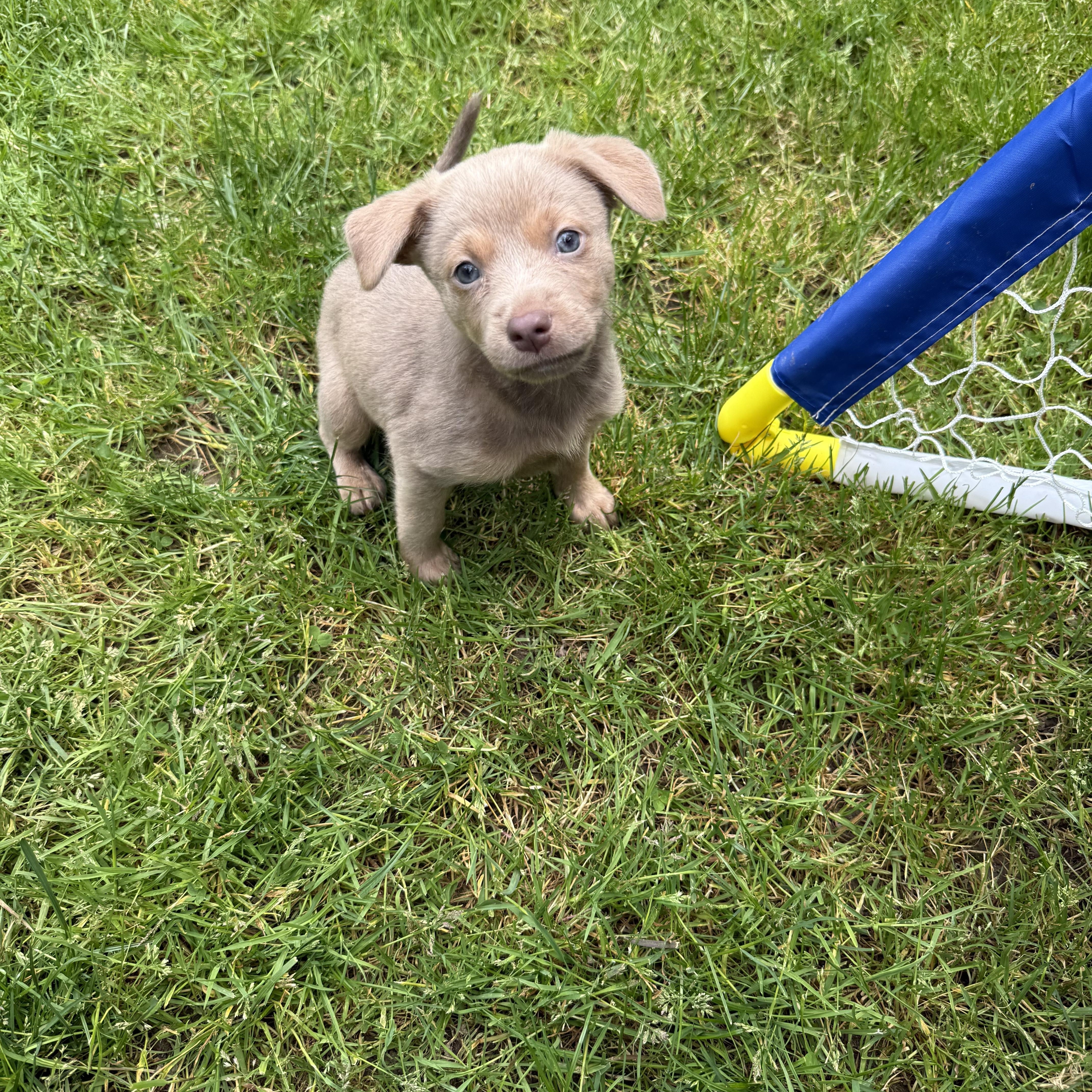 Limoncello, a ADOPTABLE mixed breed in Lacey, WA image 4/6