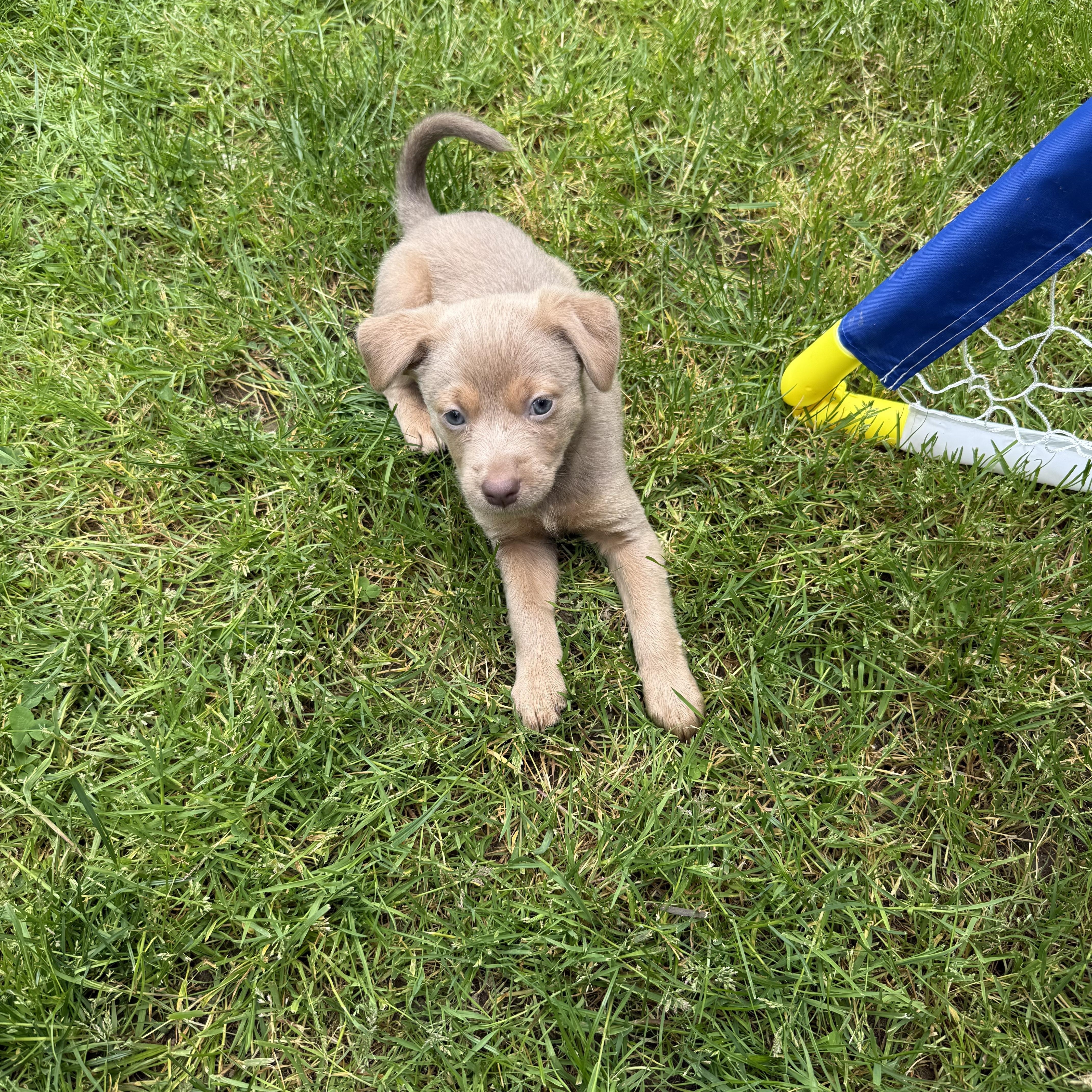 Limoncello, a ADOPTABLE mixed breed in Lacey, WA image 3/6