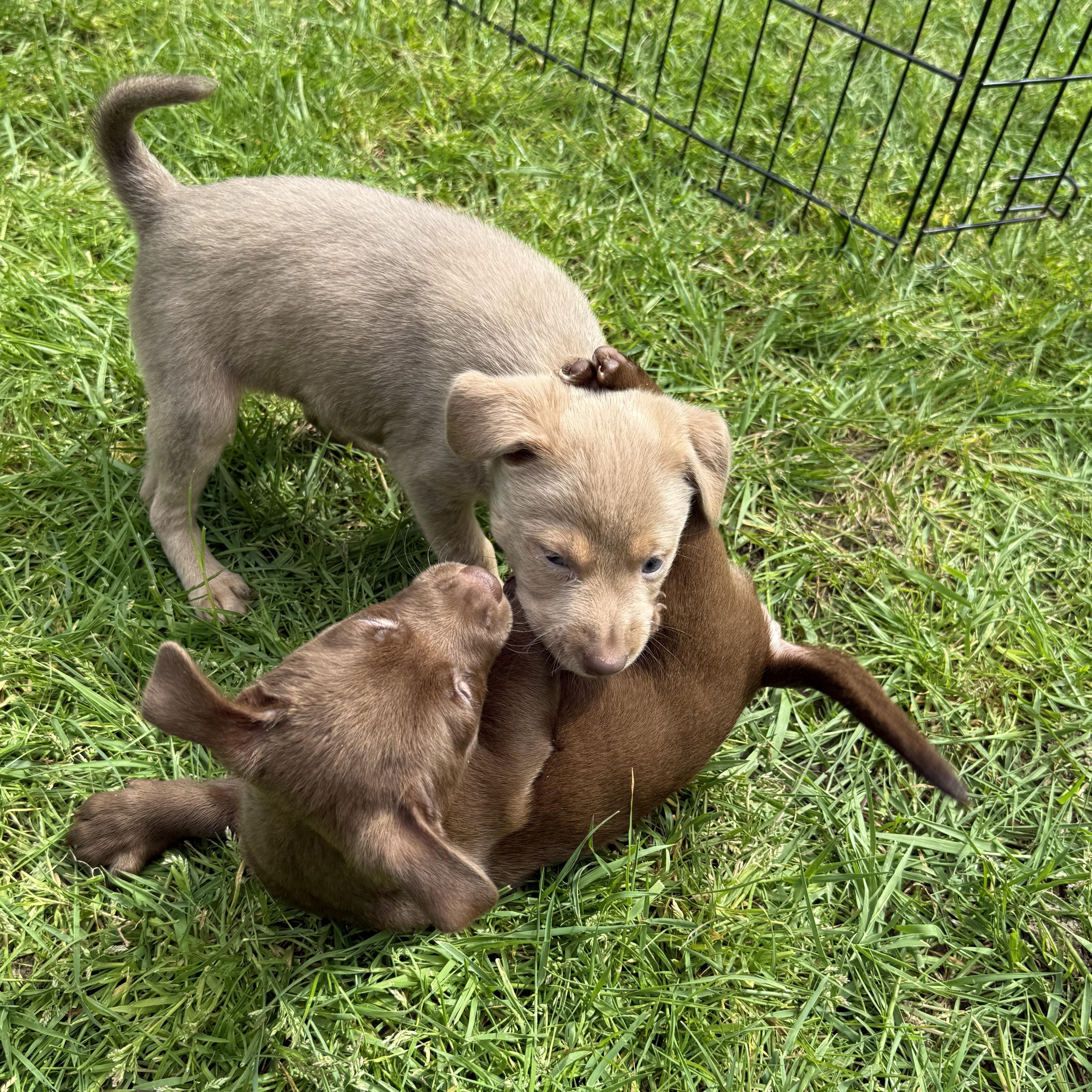 Limoncello, a ADOPTABLE mixed breed in Lacey, WA image 6/6