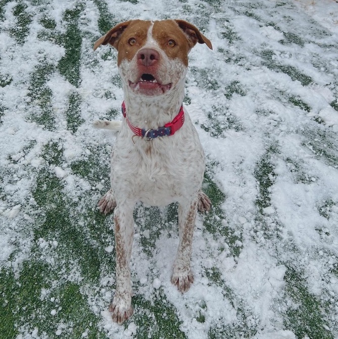 Loki, a Adoptable mixed breed in Staten island, NY image 1/5
