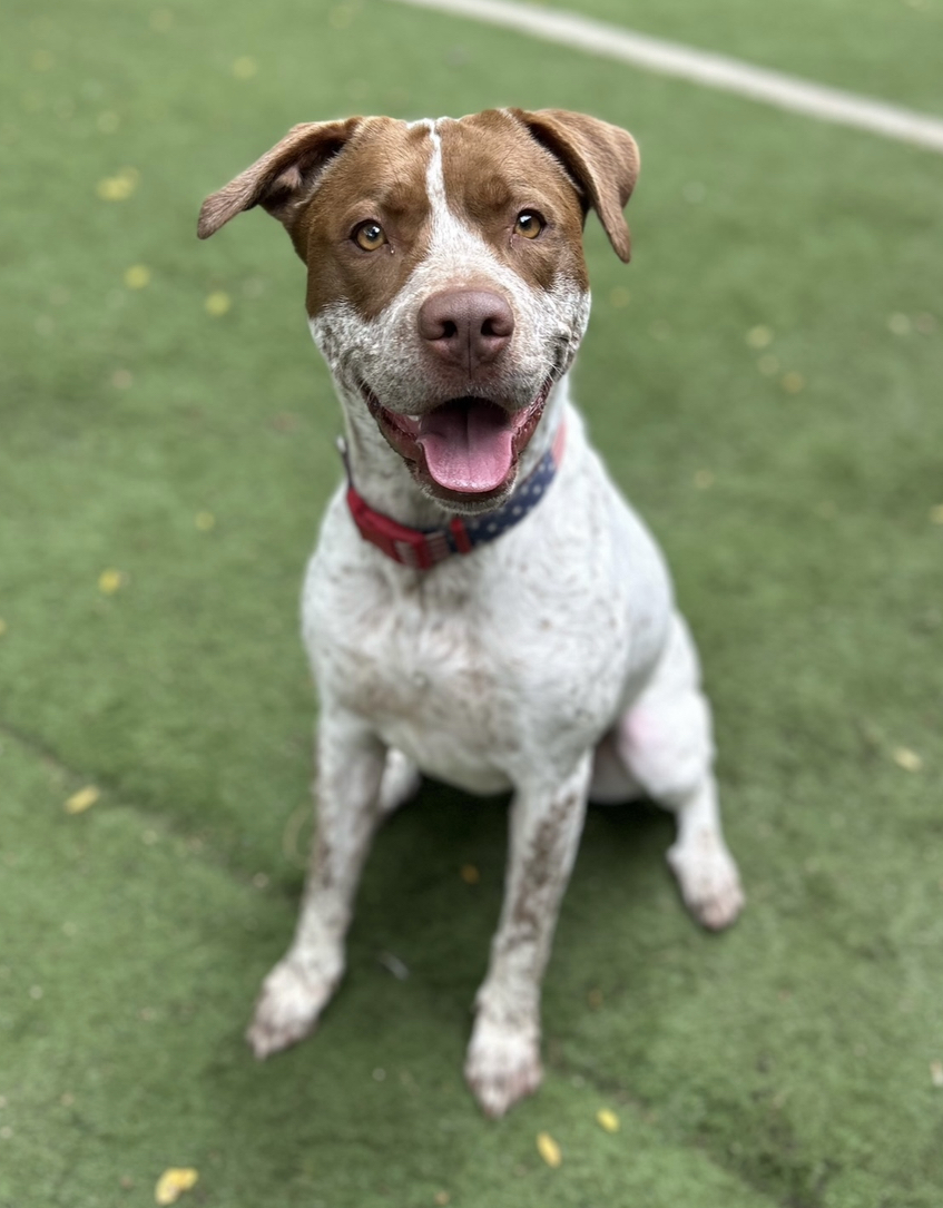 Loki, a Adoptable mixed breed in Staten island, NY image 2/5