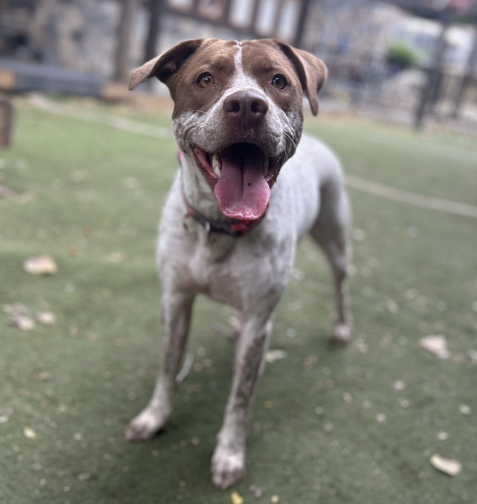 Loki, a Adoptable mixed breed in Staten island, NY image 3/5