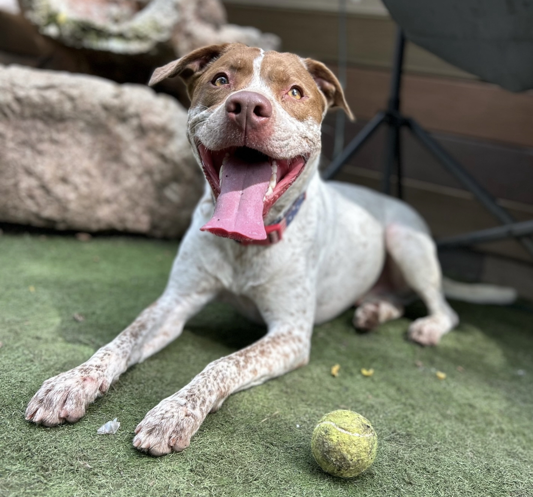 Loki, a Adoptable mixed breed in Staten island, NY image 5/5