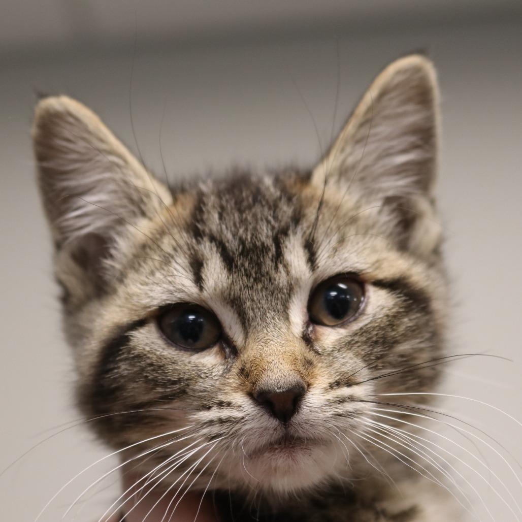 Lock, Adoptable, Kitten Female Domestic Short Hair.