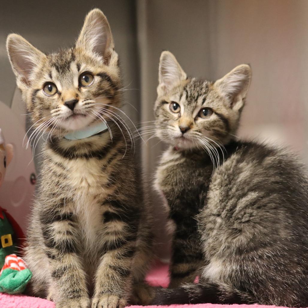 Lock, a Adoptable Domestic Short Hair in Saint Cloud, MN image 2/6