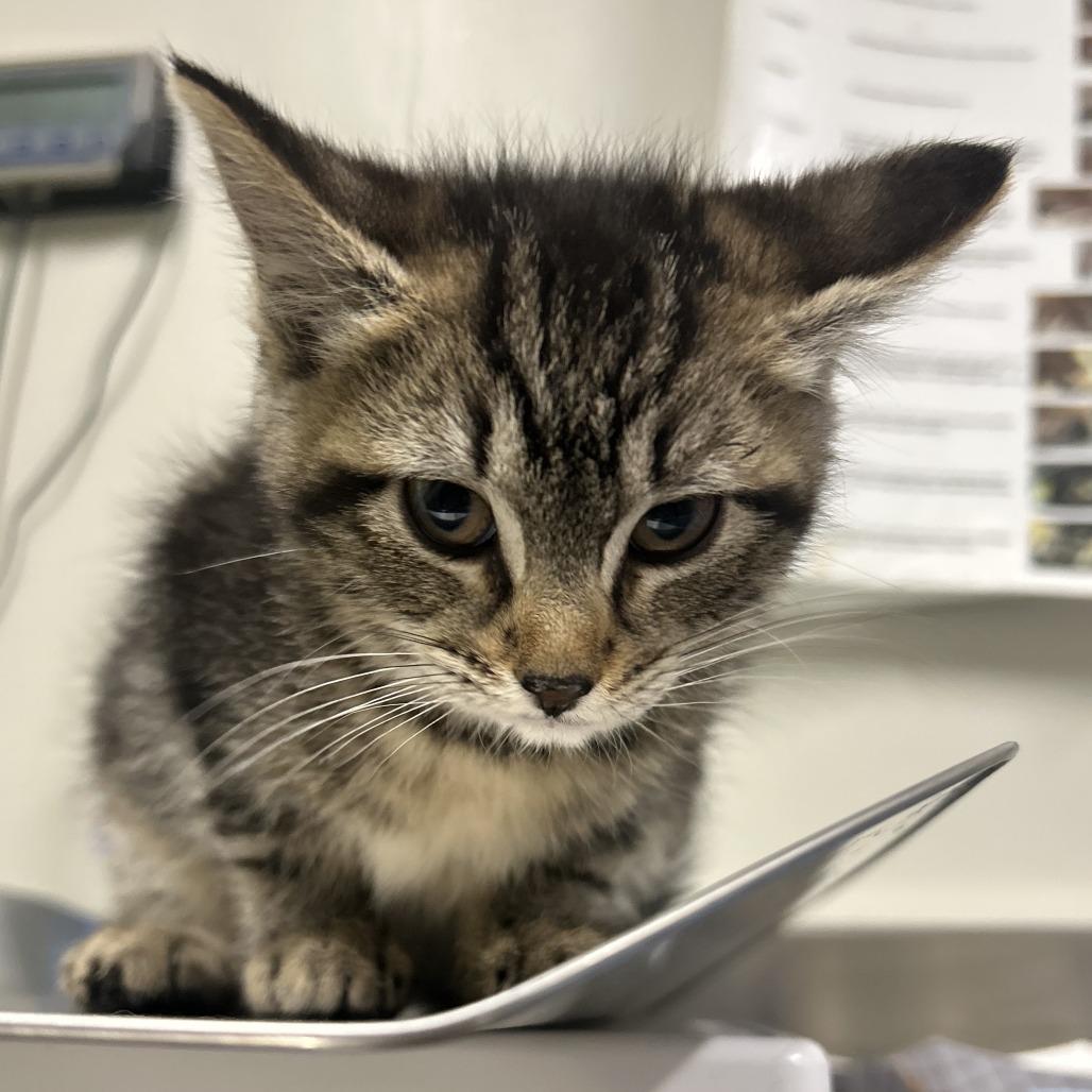 Lock, a Adoptable Domestic Short Hair in Saint Cloud, MN image 3/6