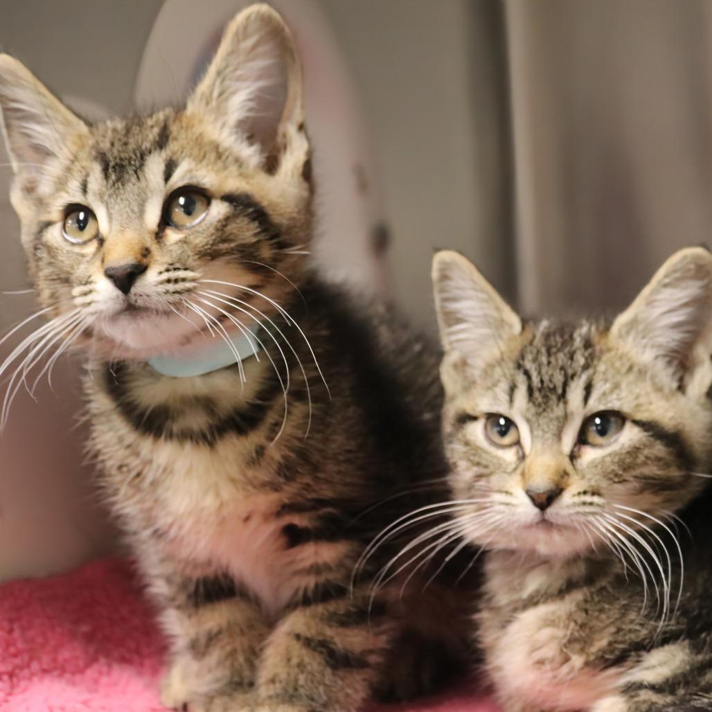 Lock, a Adoptable Domestic Short Hair in Saint Cloud, MN image 4/6