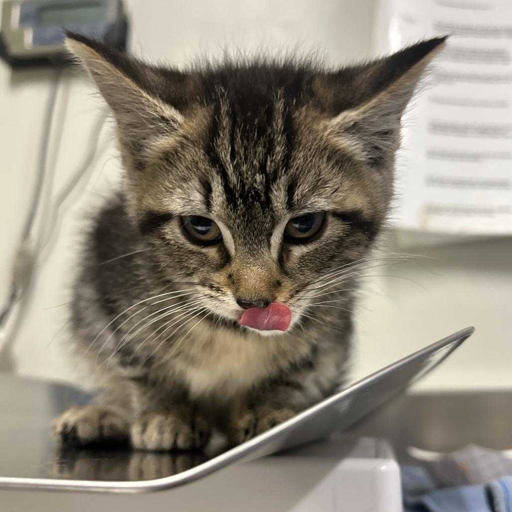 Lock, a Adoptable Domestic Short Hair in Saint Cloud, MN image 5/6