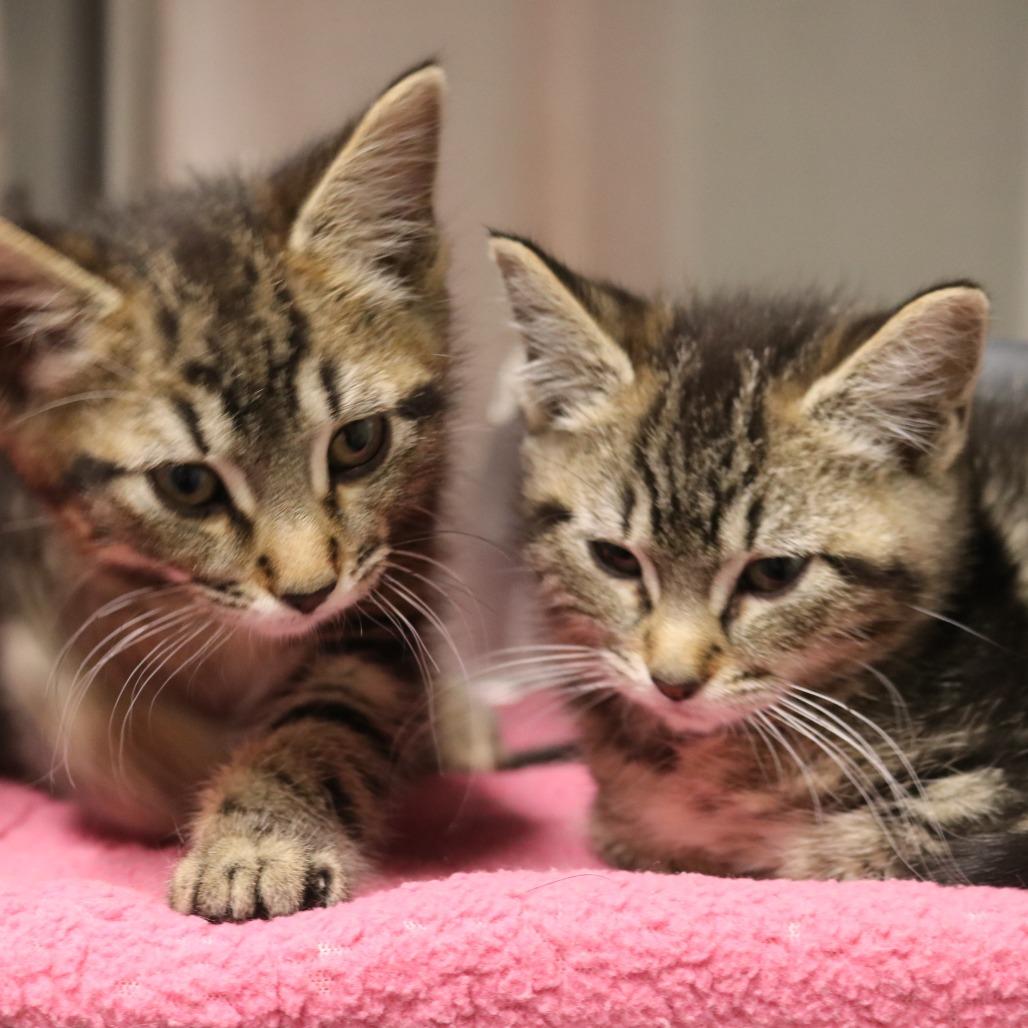 Lock, a Adoptable Domestic Short Hair in Saint Cloud, MN image 6/6