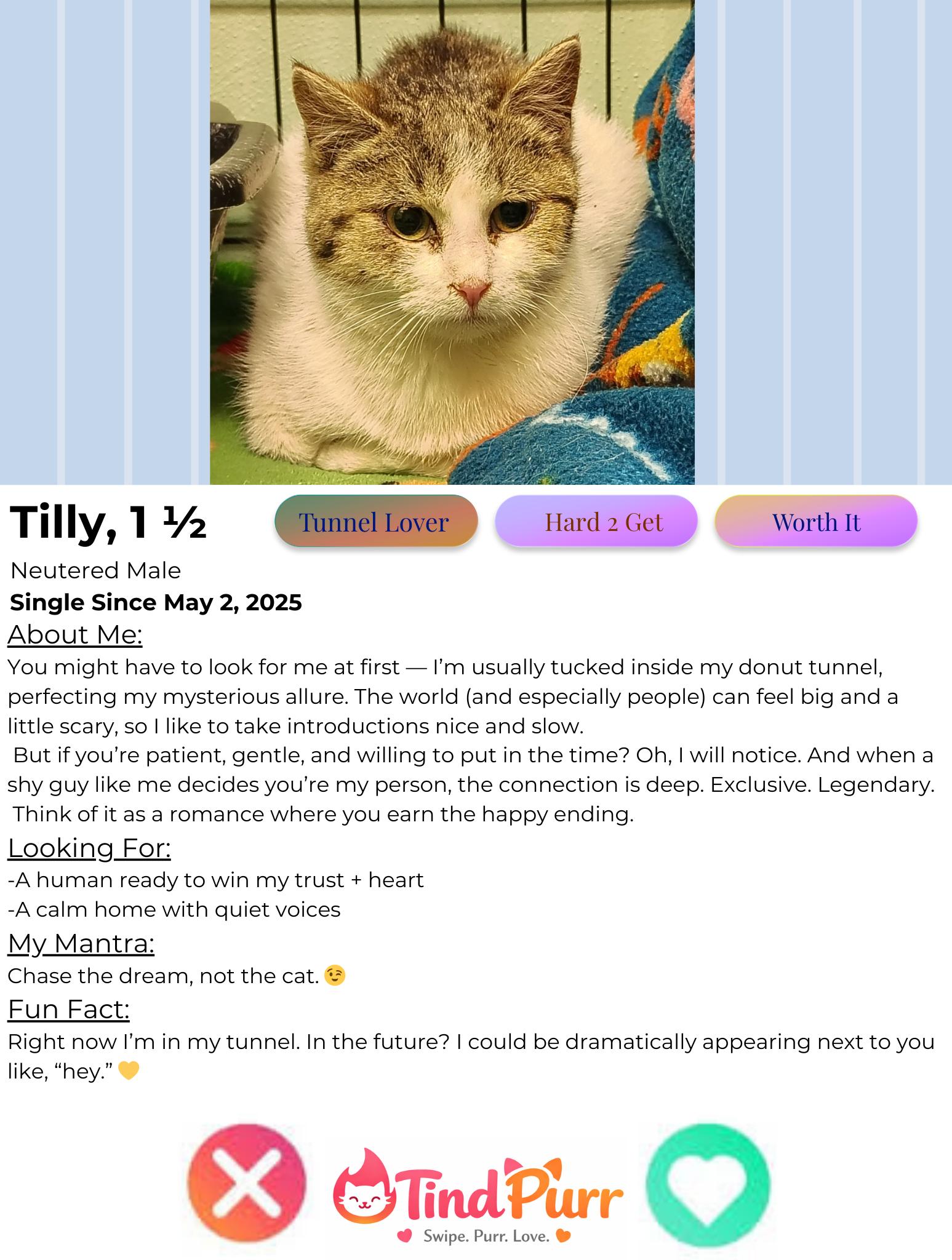 Tilly, a Adoptable Domestic Short Hair in Indiana, PA image 2/4