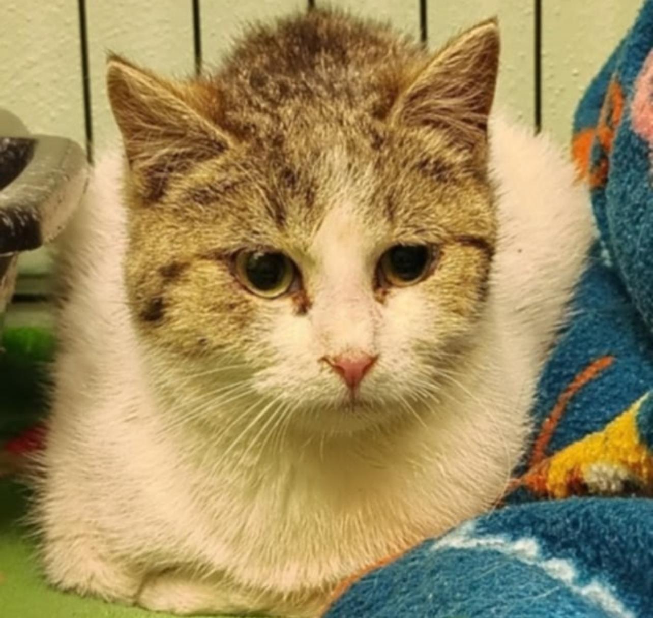 Tilly, a Adoptable Domestic Short Hair in Indiana, PA image 1/4