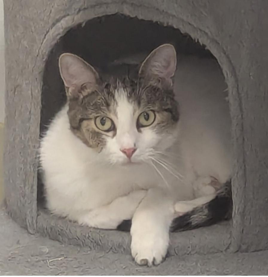 Tilly, a Adoptable Domestic Short Hair in Indiana, PA image 1/5
