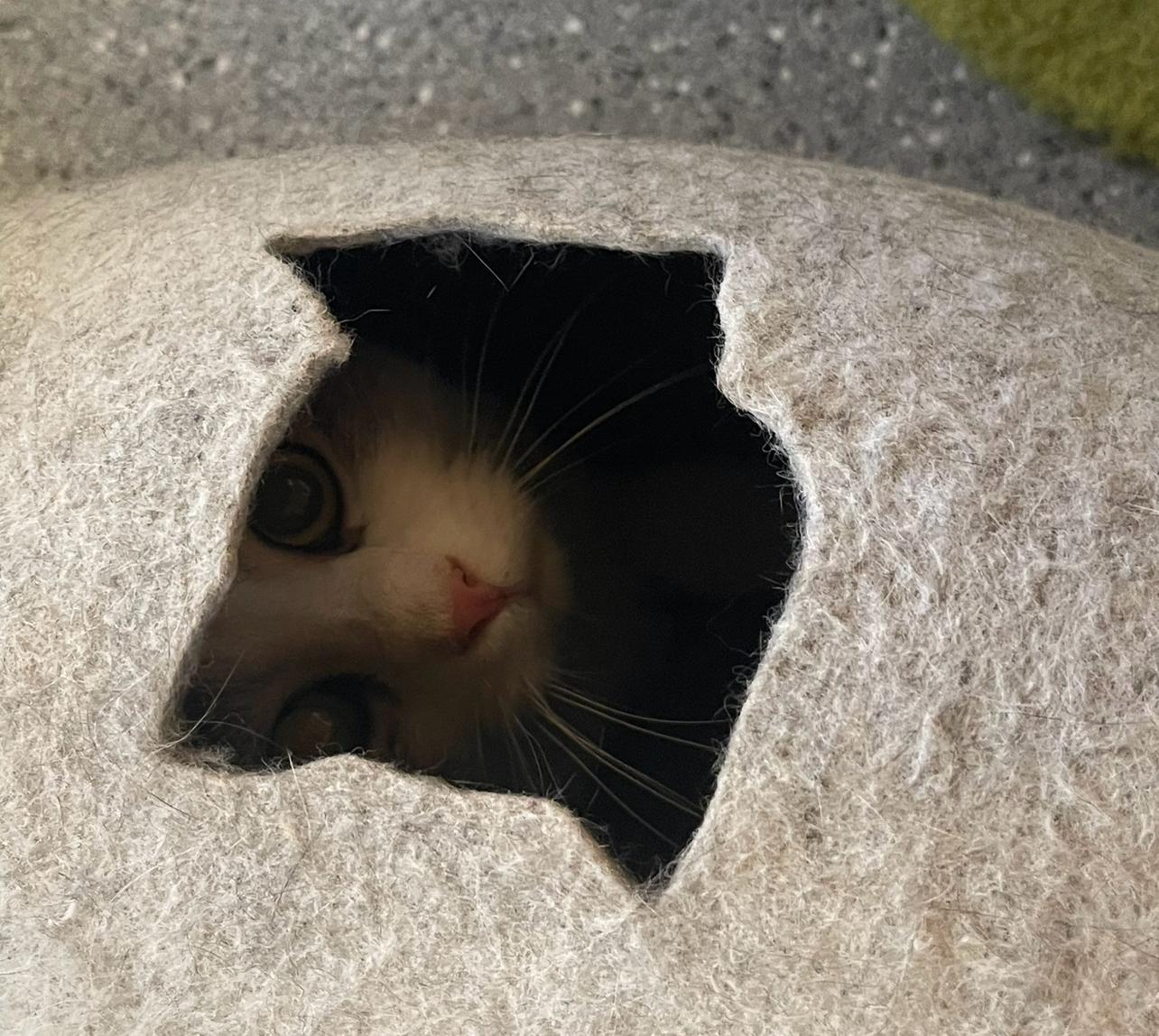 Tilly, a Adoptable Domestic Short Hair in Indiana, PA image 3/4