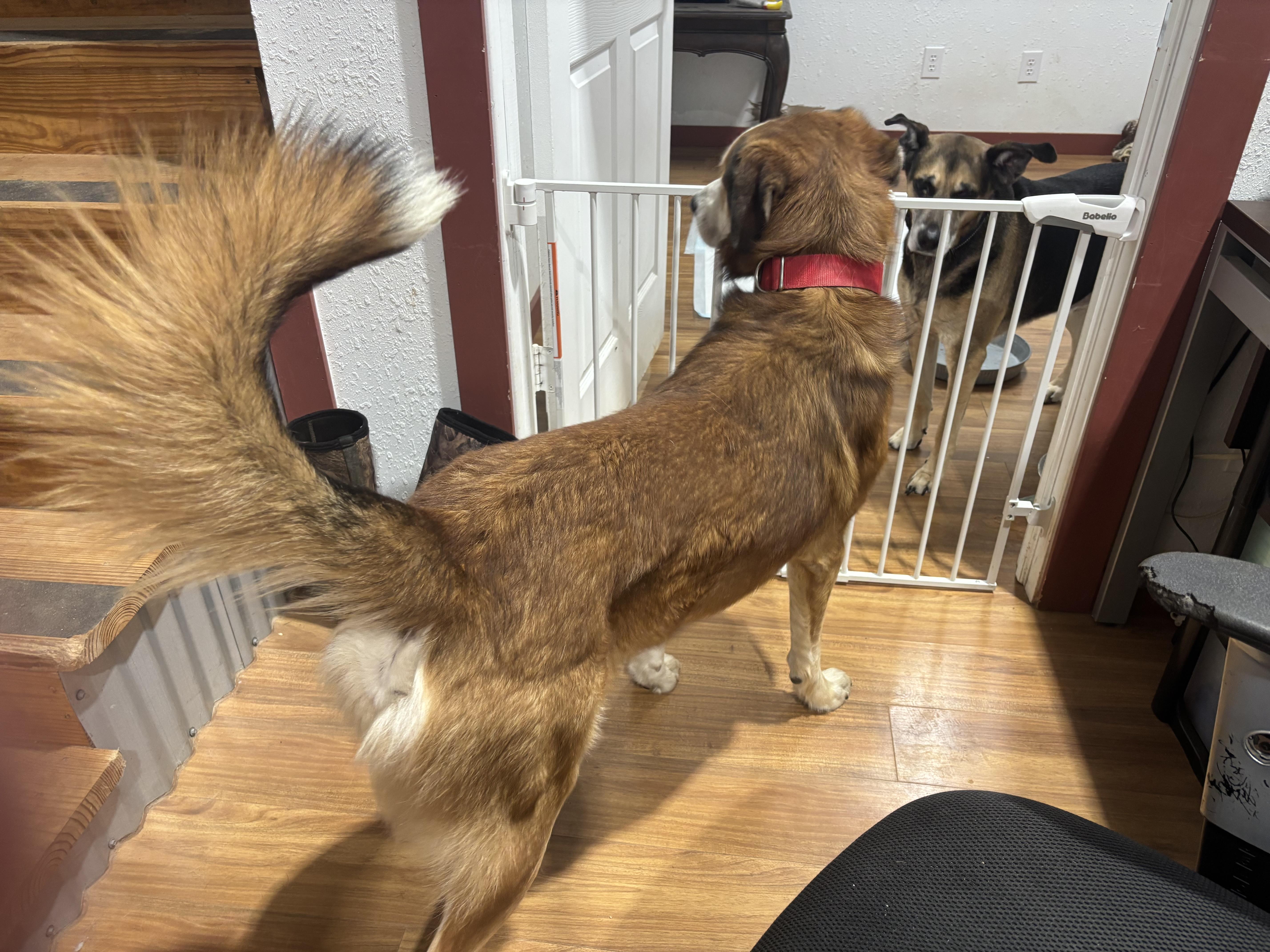 Enlarge Abel, an adopted mixed breed in Coldspring, TX image 2/4